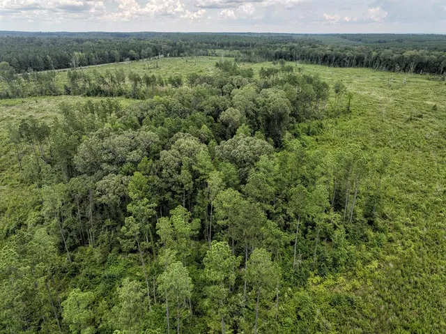 a view of a lush green forest with lush green forest