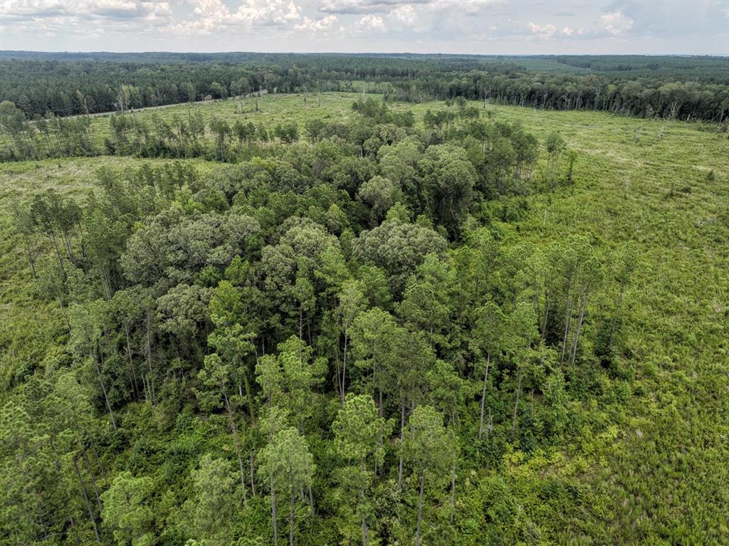 T-3 T-3 Kelley Road Jena, LA 71342 - Photo 5 of 21 a view of a lush green forest with lush green forest