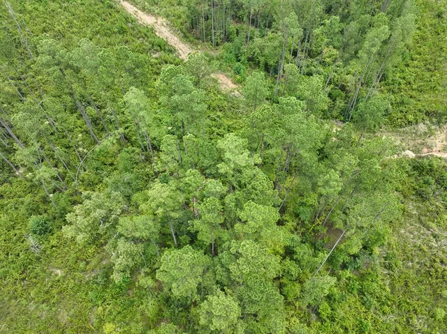 a view of a lush green forest with large trees