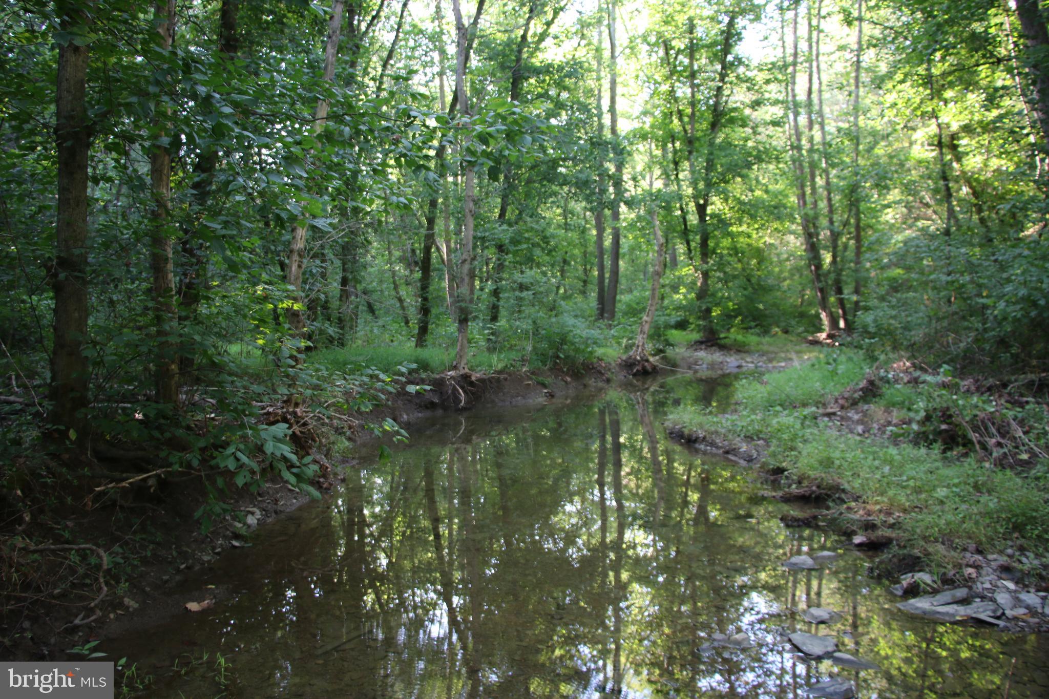a view of a lush green forest with lots of trees