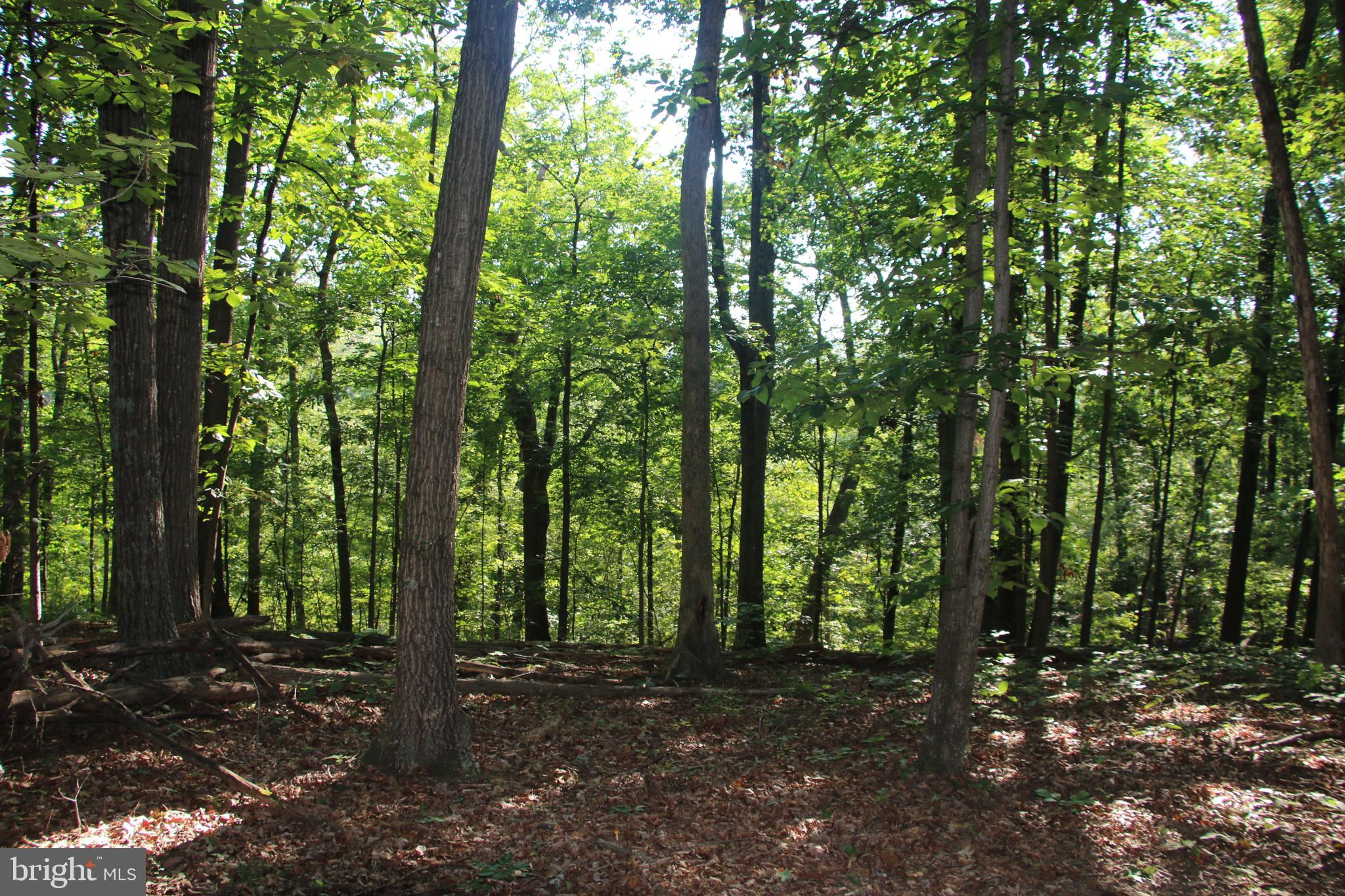 Sulphur Spring Road Middletown, VA 22645 - Photo 12 of 36 a big yard with trees