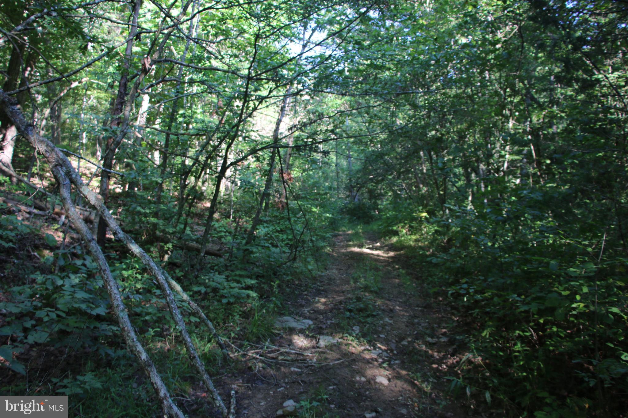 Sulphur Spring Road Middletown, VA 22645 - Photo 18 of 36 a view of a lush green forest