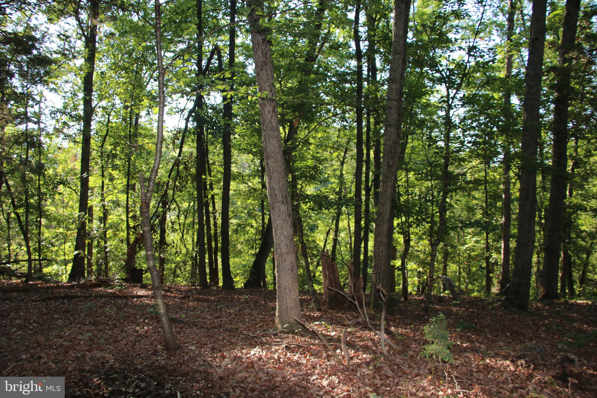 Sulphur Spring Road Middletown, VA 22645 - Photo 24 of 36 a view of outdoor space and trees