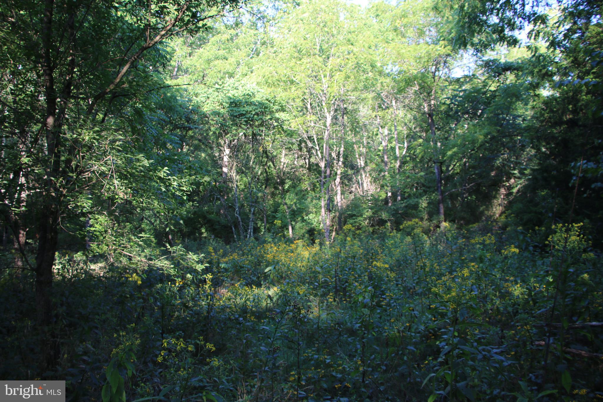 Sulphur Spring Road Middletown, VA 22645 - Photo 31 of 36 a view of a forest with a tree