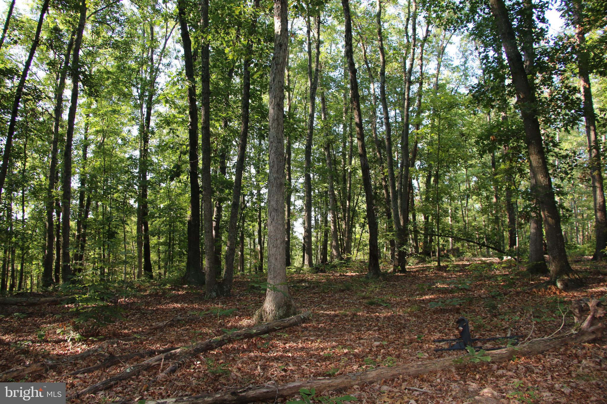 Sulphur Spring Road Middletown, VA 22645 - Photo 10 of 36 a view of outdoor space with lots of trees