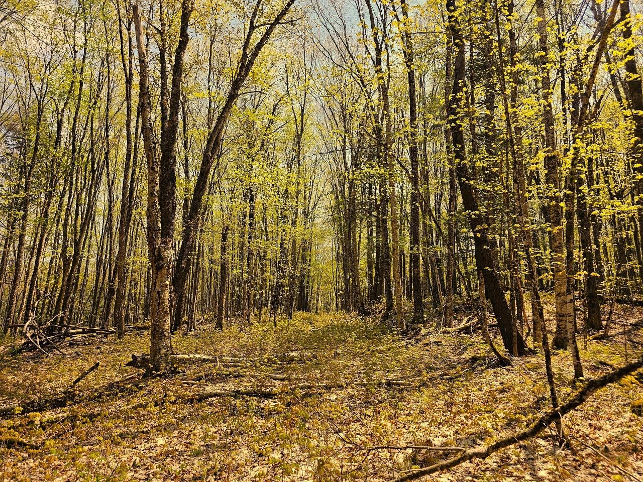 Lot 59 Hewitt Lane Mercer, WI 54547 - Photo 12 of 21 Gallery Image 12