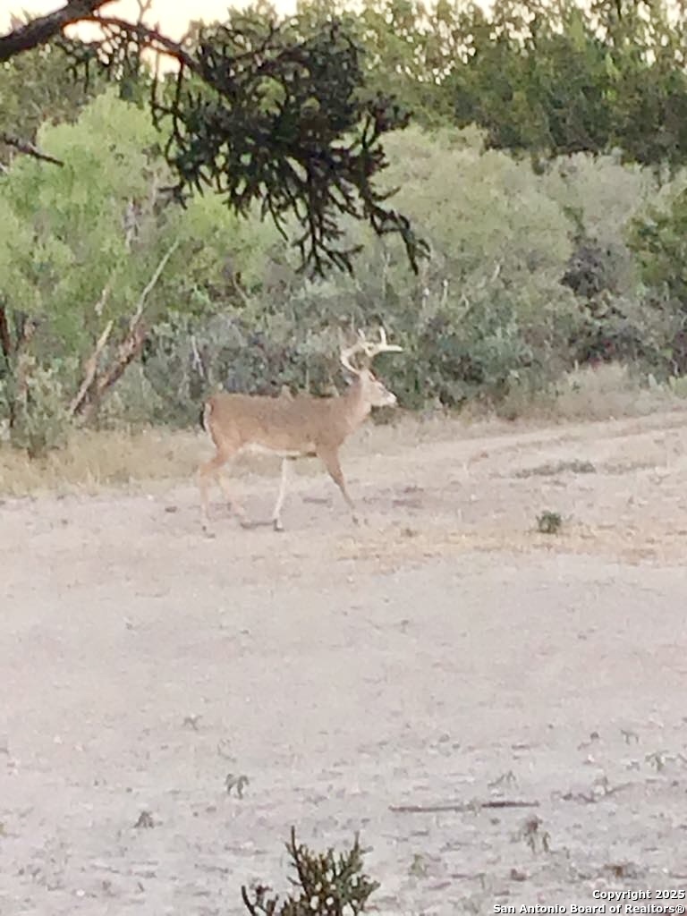 1446 Big Draw Drive Junction, TX 76849 - Photo 44 of 55 a view of beach and covered with green space