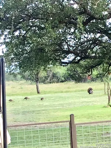 a view of a yard with a tree