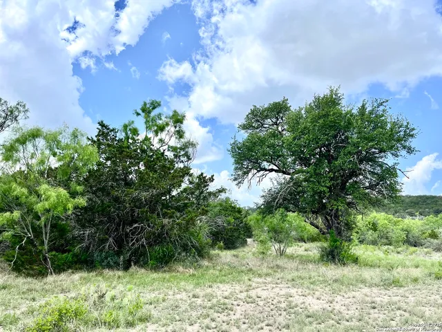 a view of a tree in a yard