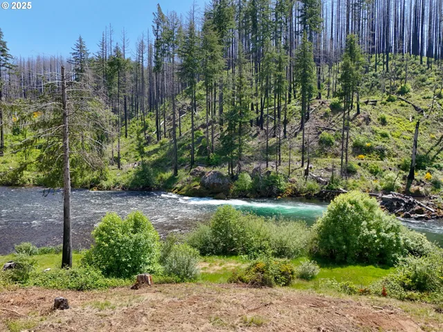 a view of a garden with large trees