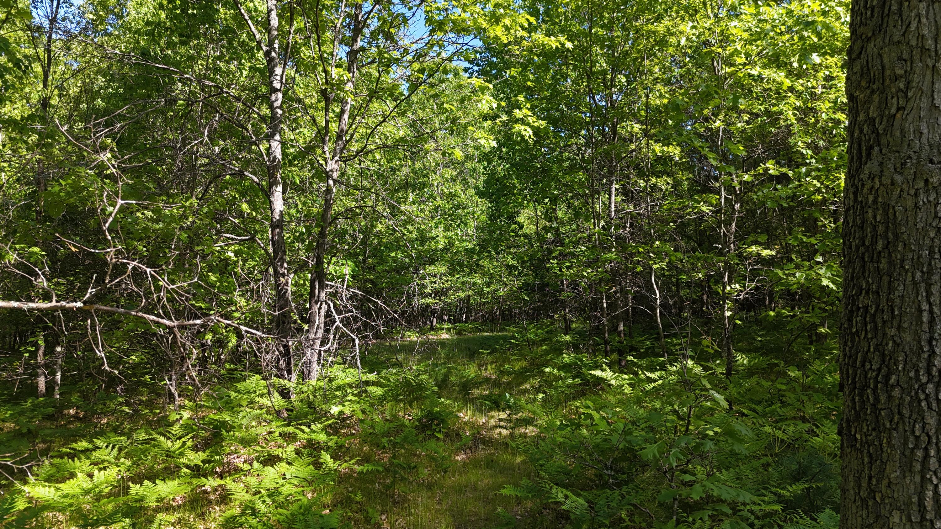 7 West Mile Road Irons, MI 49644 - Photo 48 of 49 DJI_20260604102158_0268_D