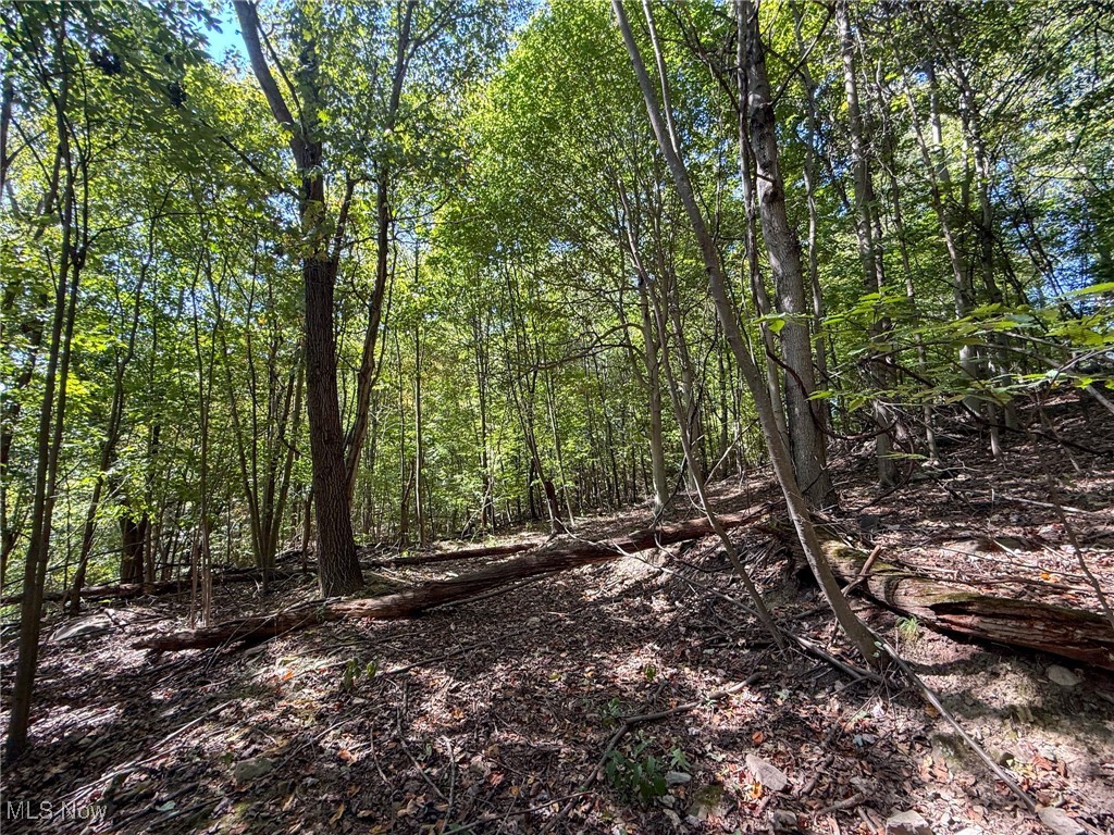 Kingsridge Road East Liverpool, OH 43920 - Photo 23 of 26 View of woods