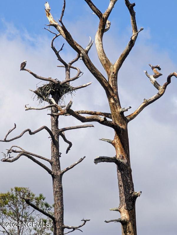 246 Kings Creek Crossing Holly Ridge, NC 28445 - Photo 22 of 27 image0000 (2)