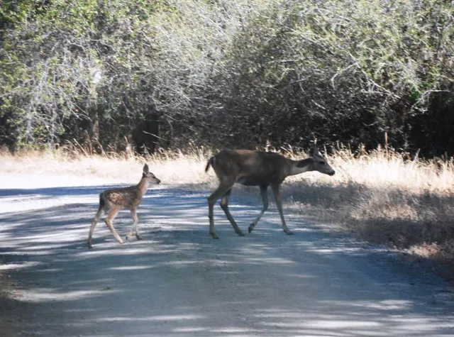 $85,000 | 10 Dream Ranch Circle, Placerville, CA 95667