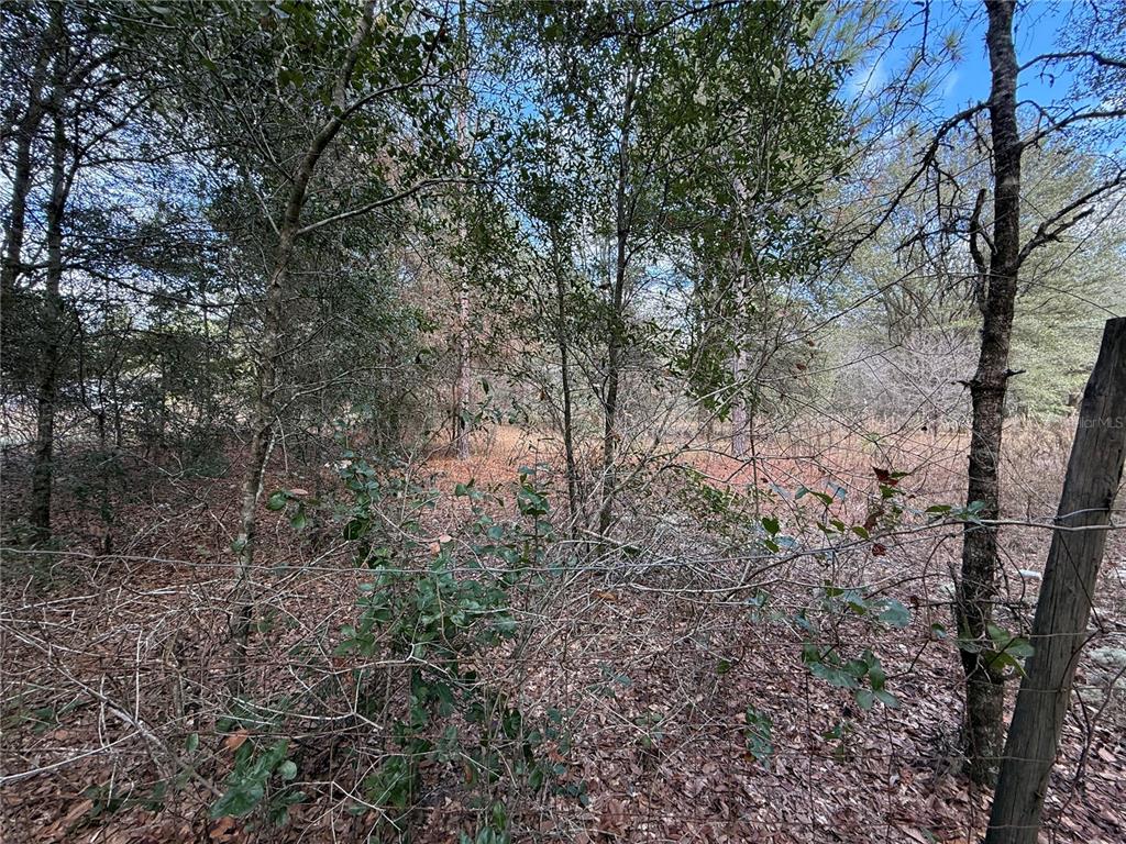 a view of a yard with a tree