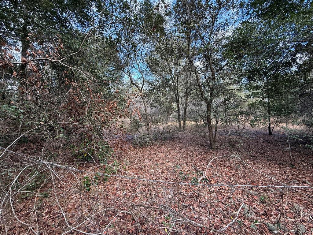 Tbd Northeast 194 Street Citra, FL 32113 - Photo 2 of 6 a view of a forest with trees in the background