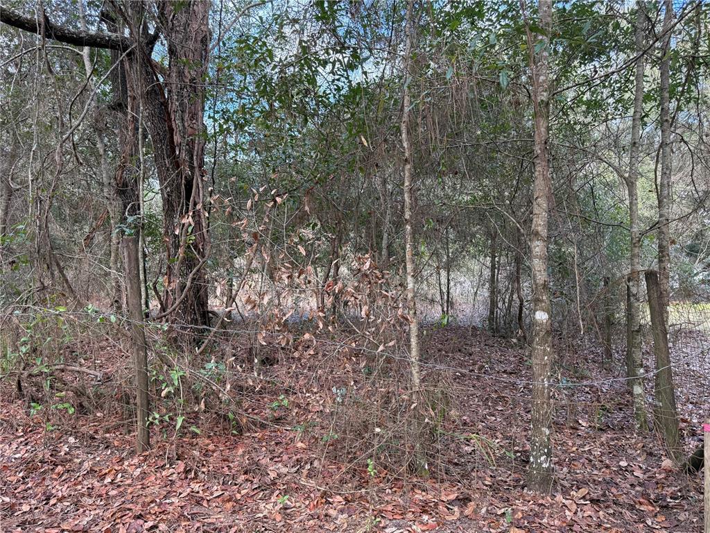 Tbd Northeast 194 Street Citra, FL 32113 - Photo 5 of 6 a view of a forest