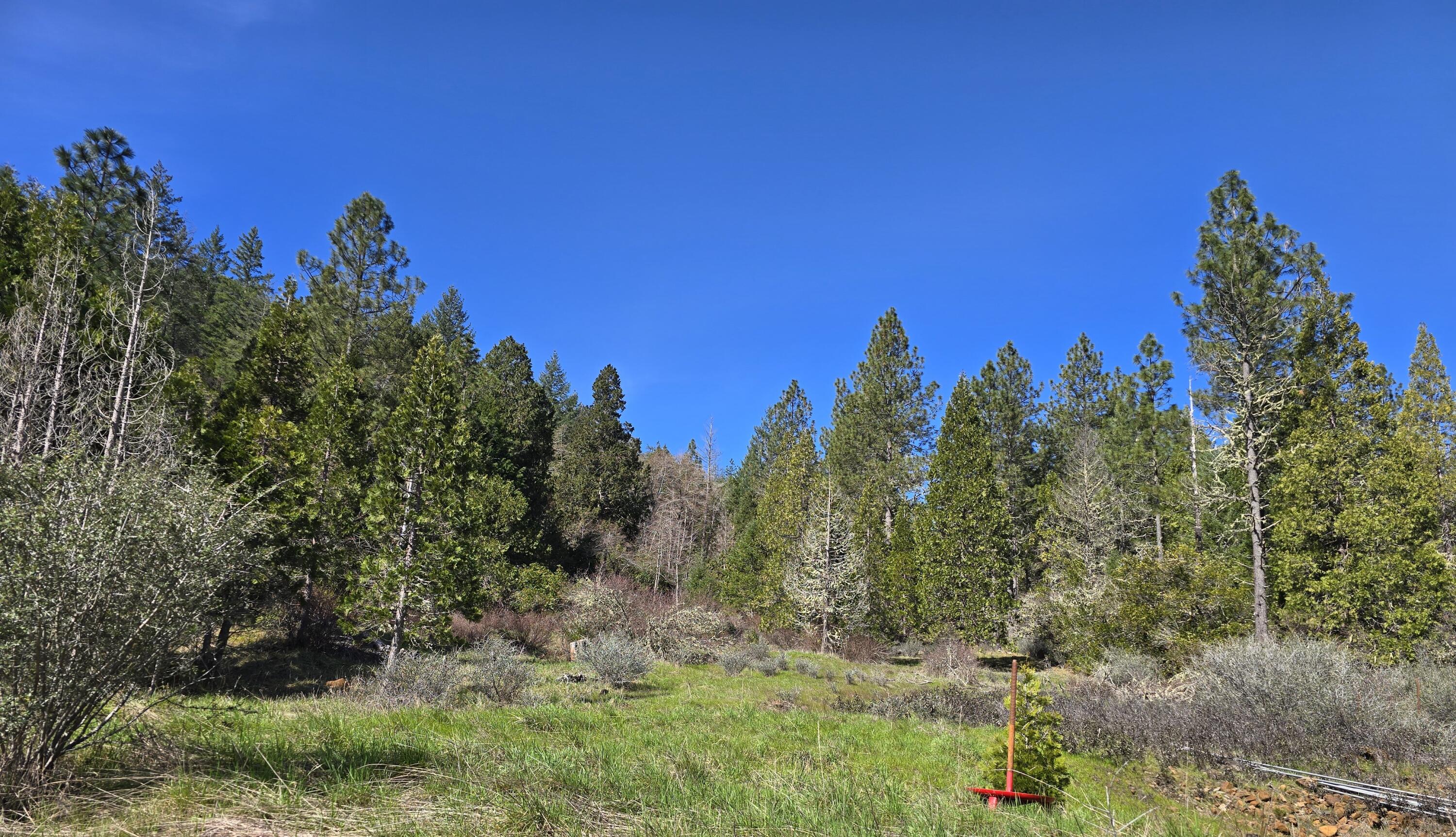 147 Warren Road Selma, OR 97538 - Photo 10 of 16 a view of a yard with a tree