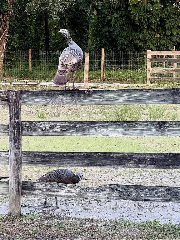 23261 Tuckahoe Road Alva, FL 33920 - Photo 17 of 39 a view of a backyard with plants and outdoor seating