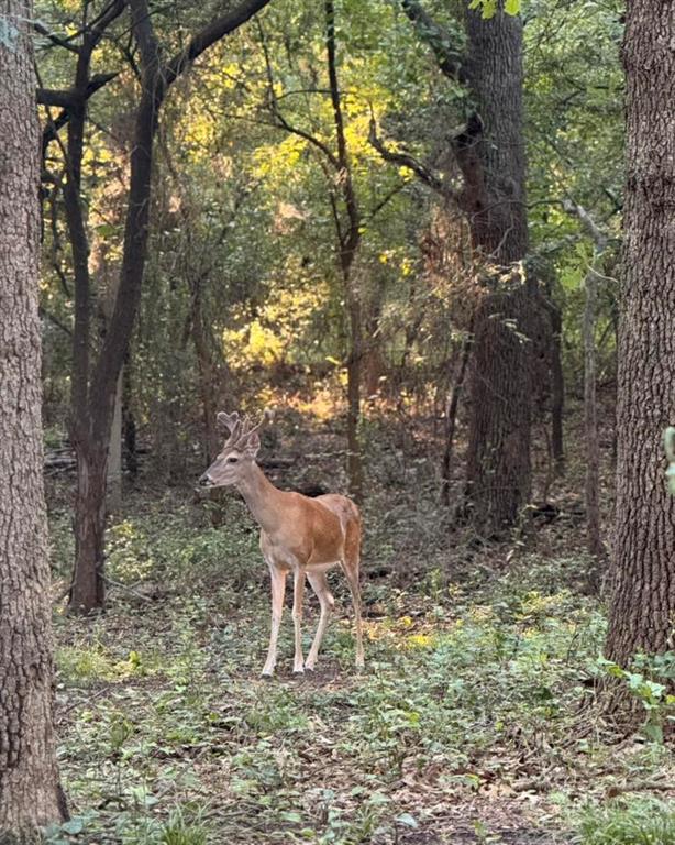 1130 Rio Bravo Way Shady Shores, TX 76208 - Photo 39 of 40 a white fence covered with tall trees