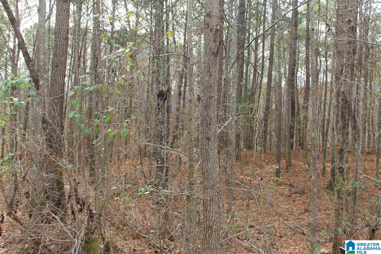 400 Eagle Lane Riverside, AL 35135 - Photo 3 of 8