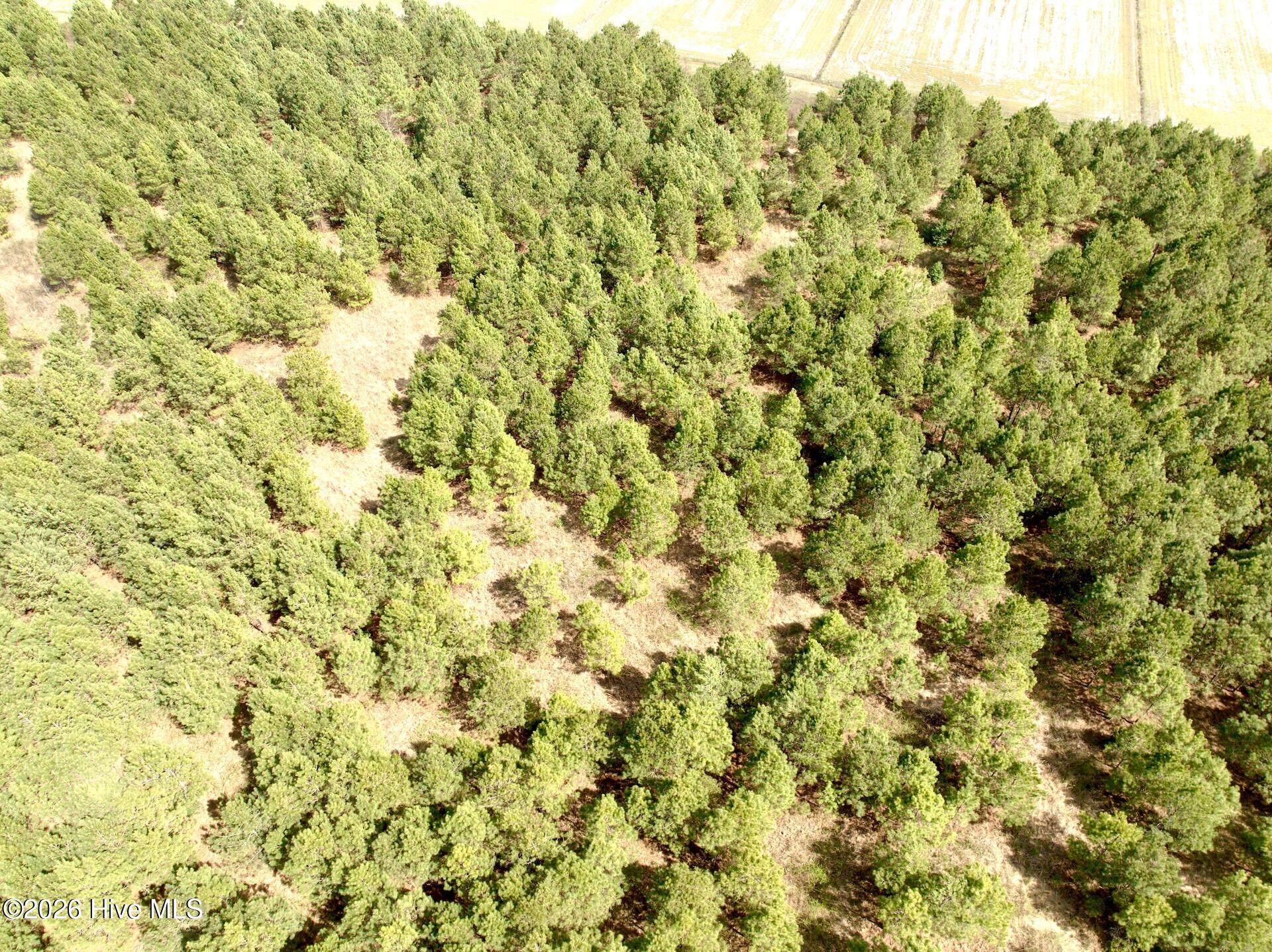 0 Mingle Road Gates, NC 27937 - Photo 28 of 33 109.79 ac - 28