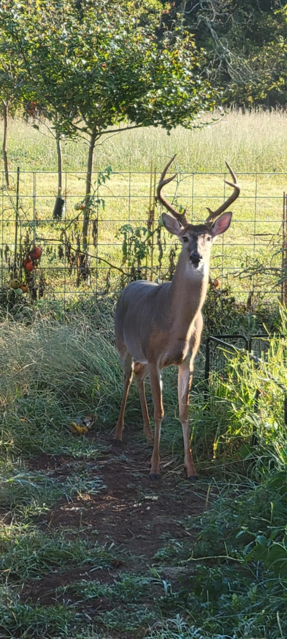 3264 Martin Hollow Road Culleoka, TN 38451 - Photo 11 of 68