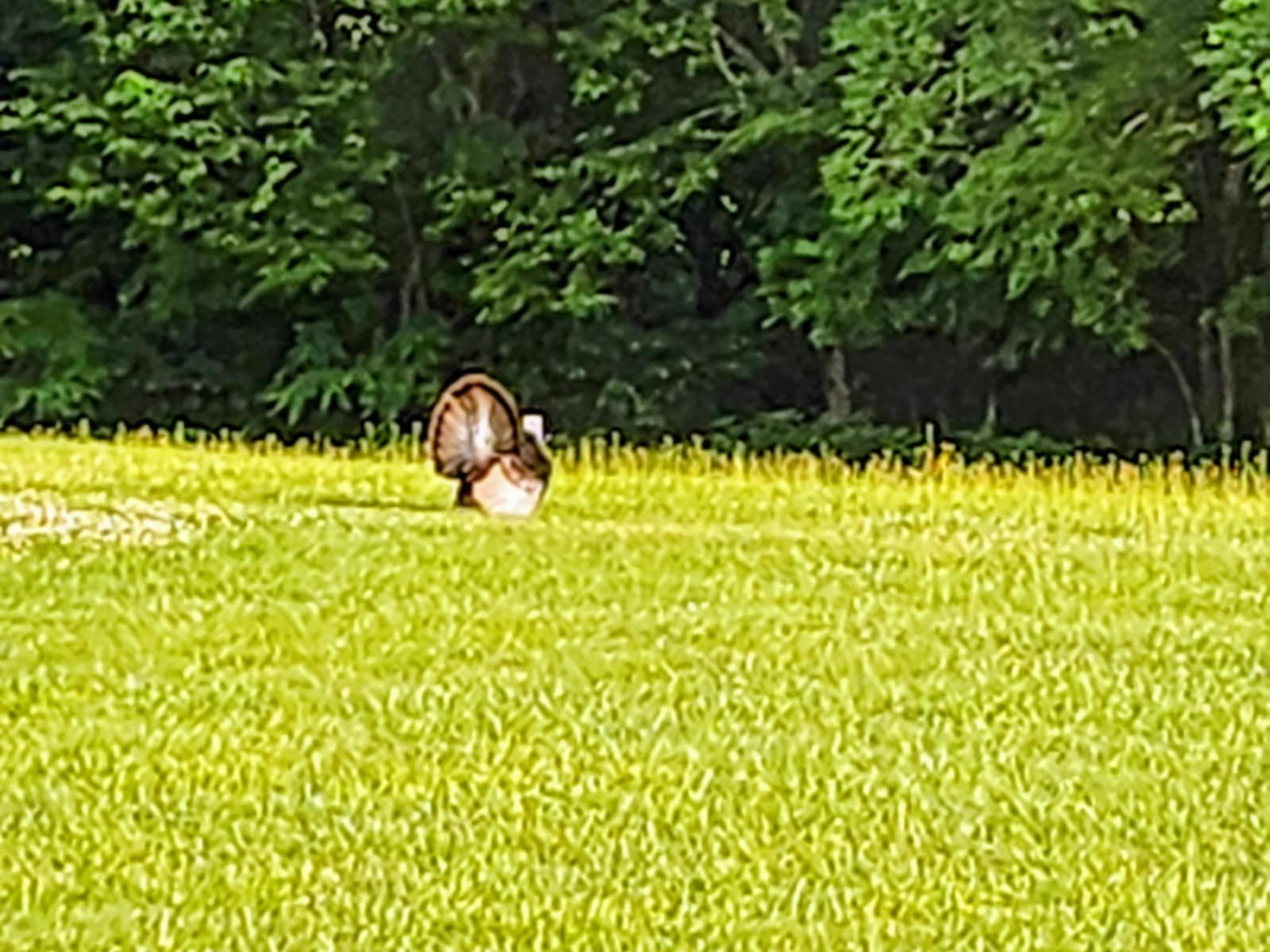 3264 Martin Hollow Road Culleoka, TN 38451 - Photo 12 of 68