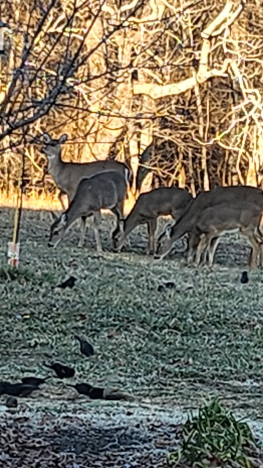 3264 Martin Hollow Road Culleoka, TN 38451 - Photo 13 of 68