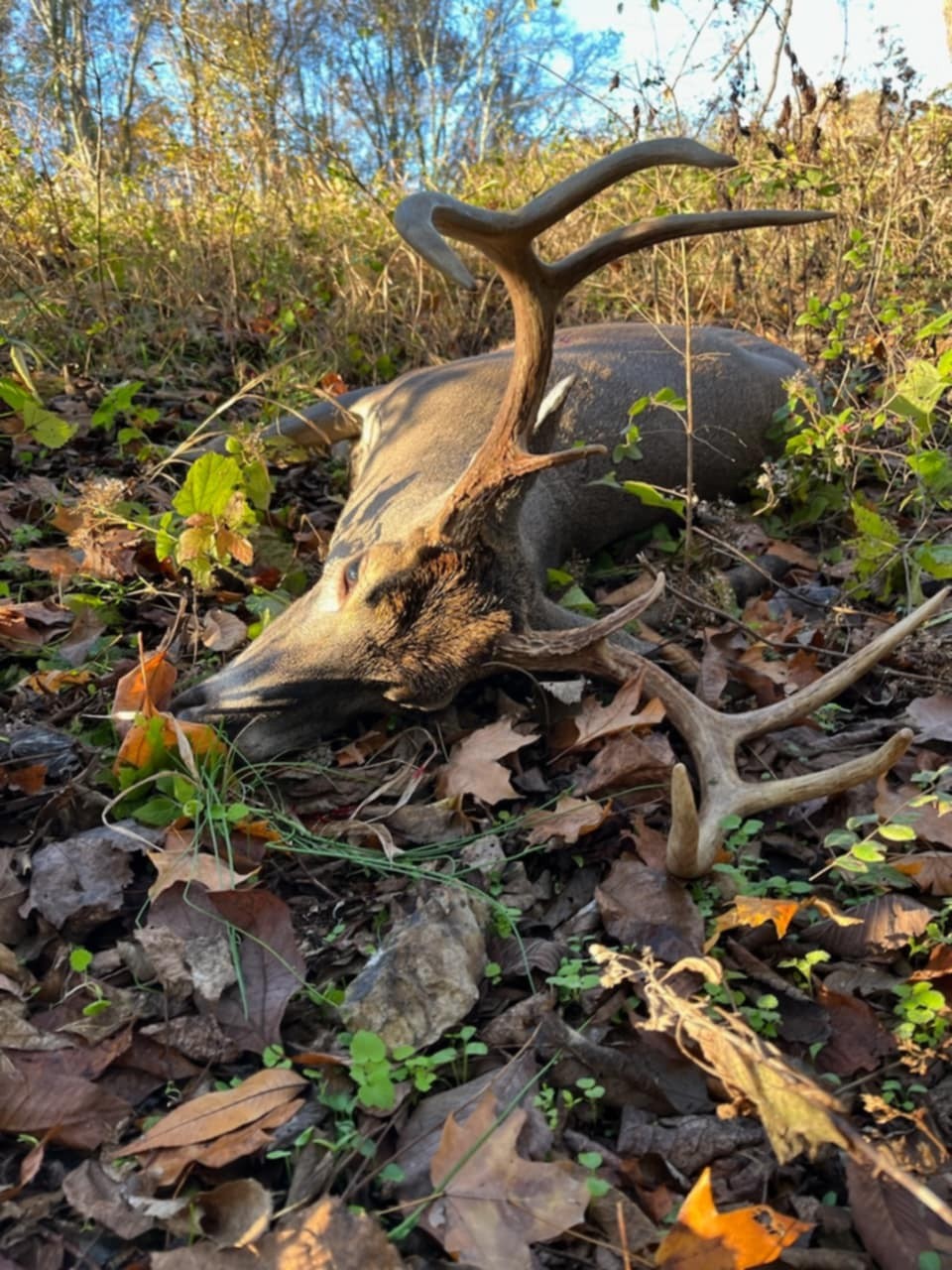 3264 Martin Hollow Road Culleoka, TN 38451 - Photo 2 of 68