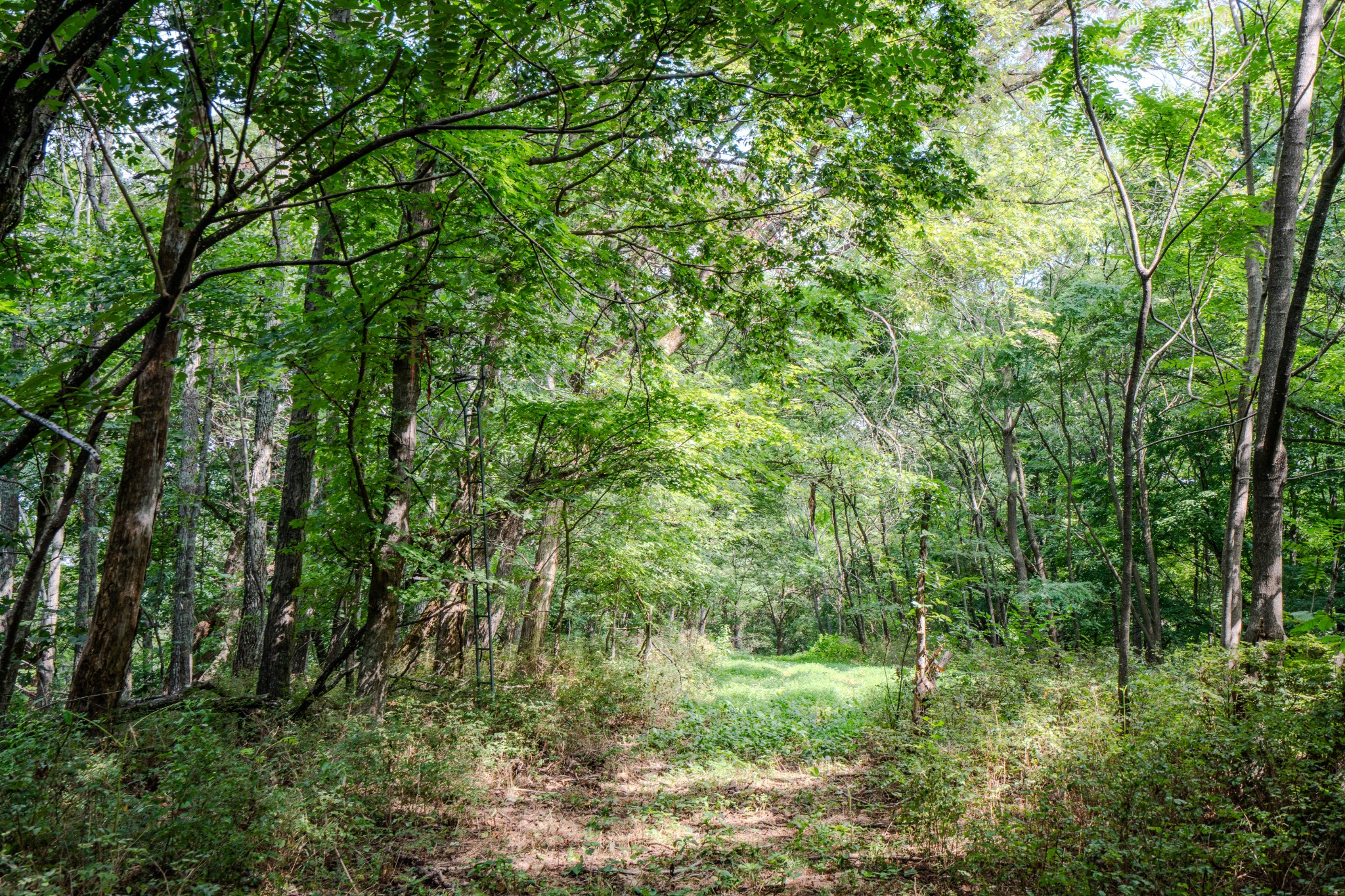 3264 Martin Hollow Road Culleoka, TN 38451 - Photo 23 of 68 a view of a lush green forest