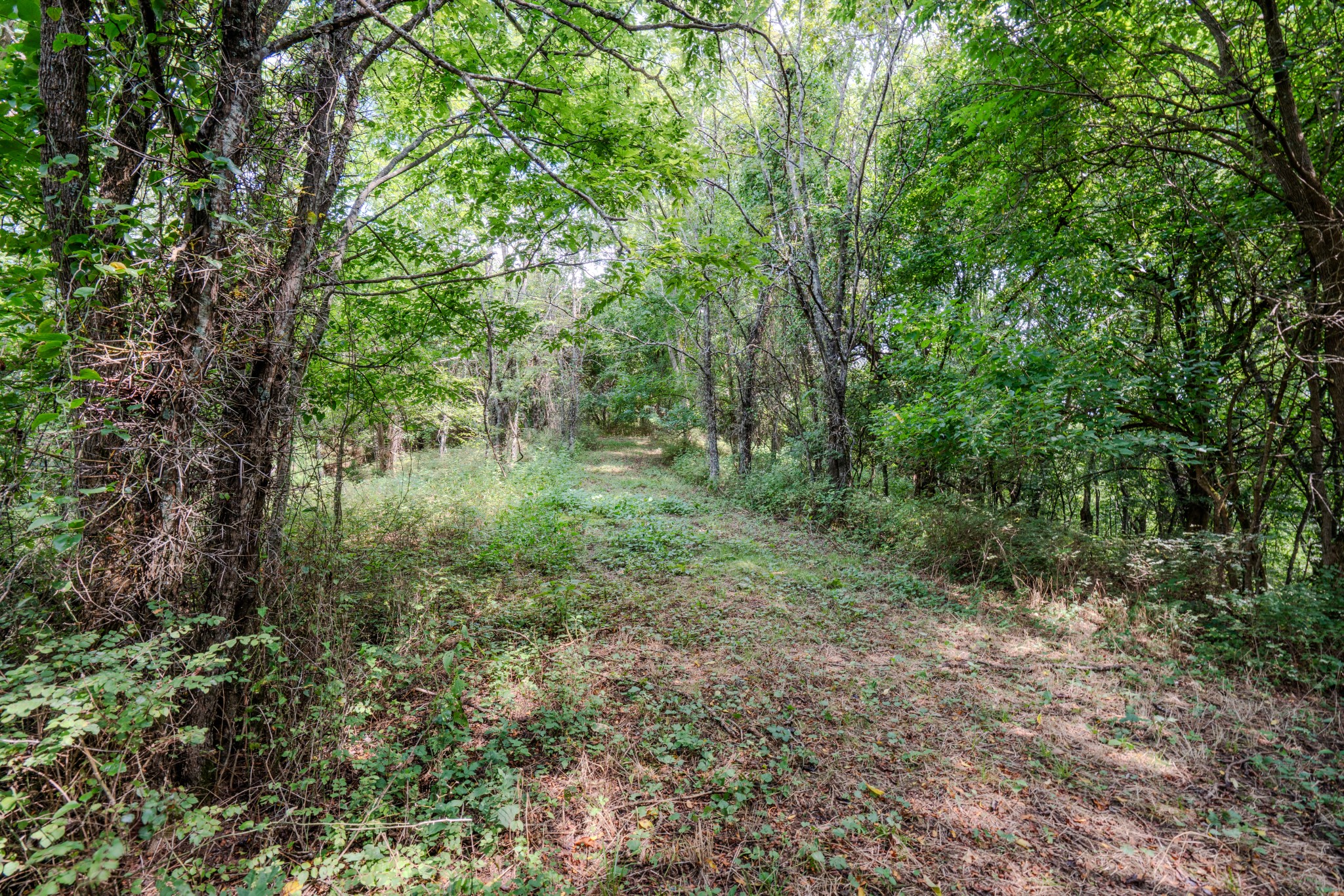3264 Martin Hollow Road Culleoka, TN 38451 - Photo 27 of 68 a view of a lush green forest
