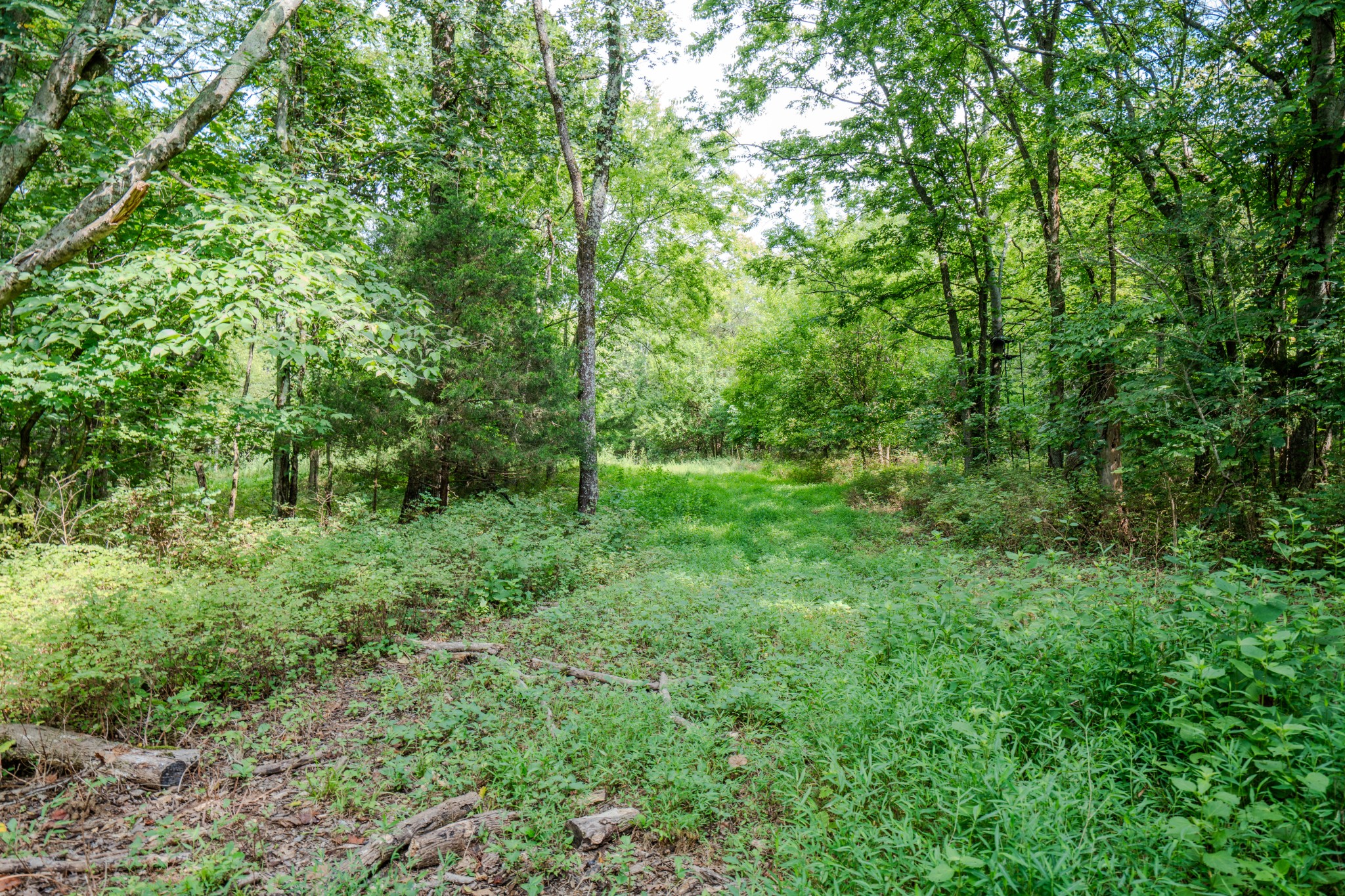 3264 Martin Hollow Road Culleoka, TN 38451 - Photo 28 of 68 a view of outdoor space and green space