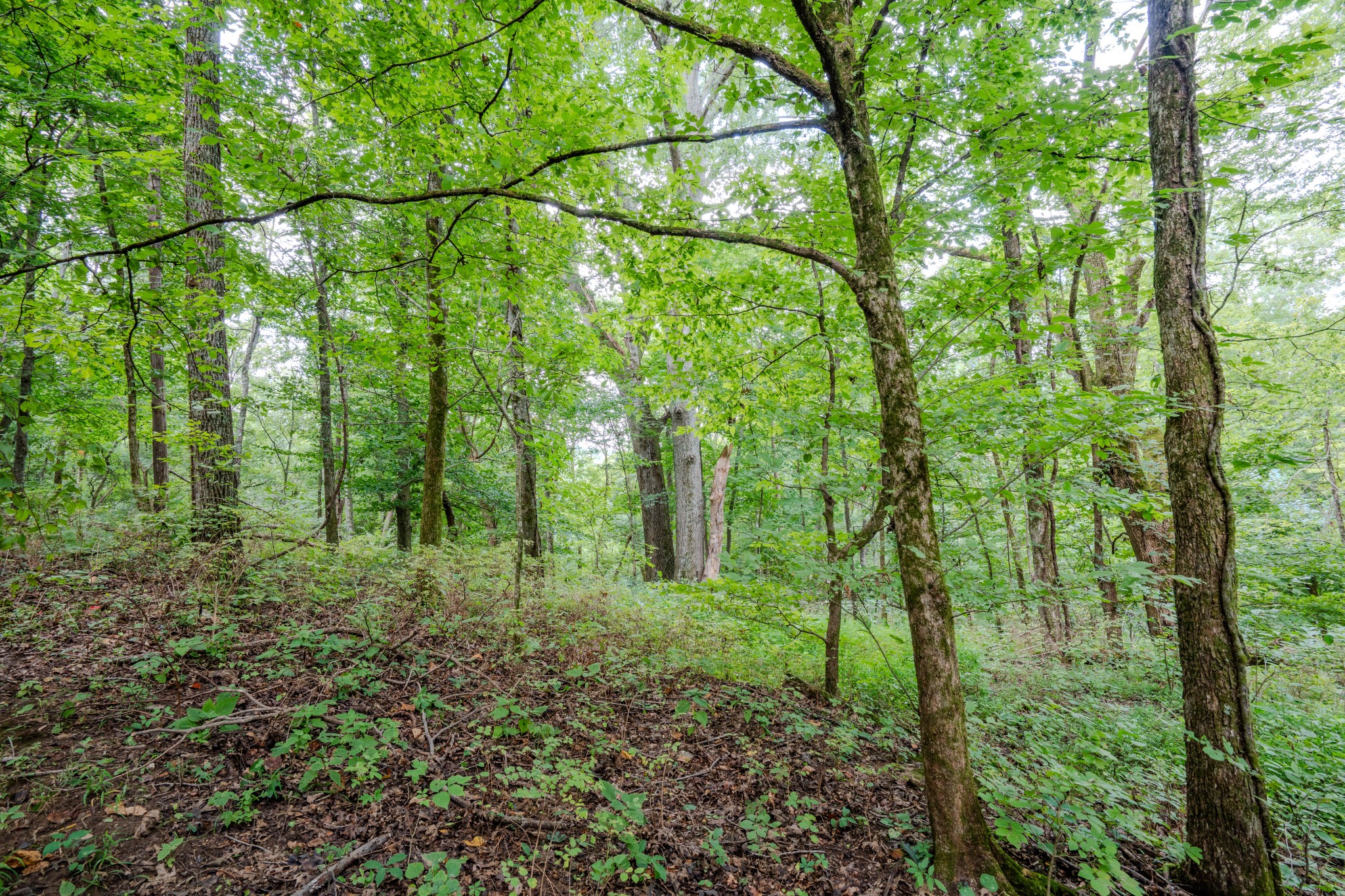 3264 Martin Hollow Road Culleoka, TN 38451 - Photo 31 of 68