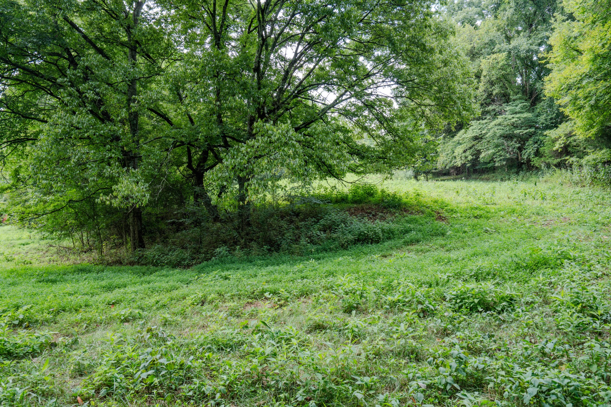 3264 Martin Hollow Road Culleoka, TN 38451 - Photo 34 of 68 a view of outdoor space and yard