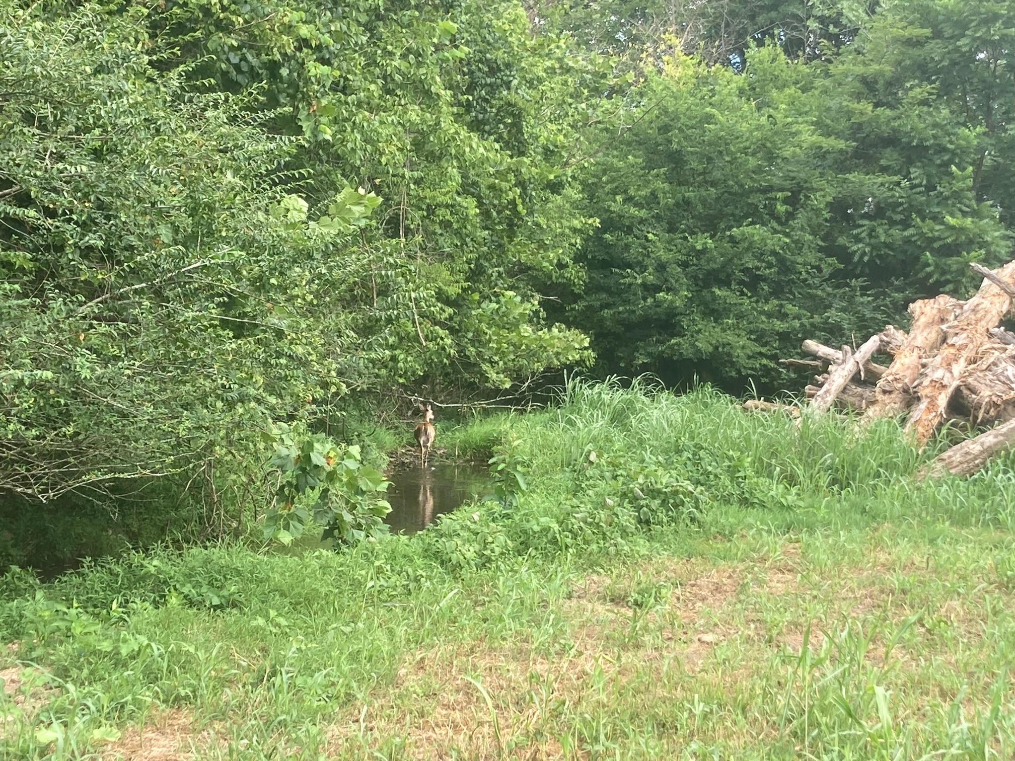 3264 Martin Hollow Road Culleoka, TN 38451 - Photo 4 of 68