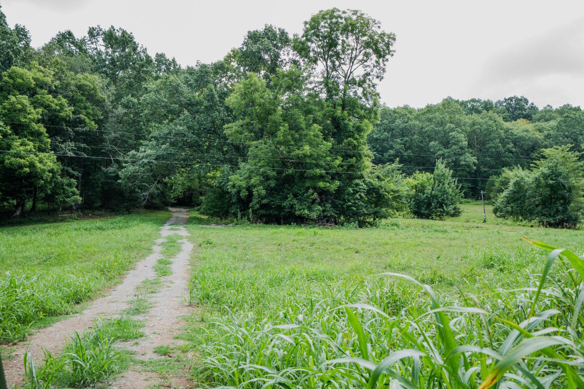 3264 Martin Hollow Road Culleoka, TN 38451 - Photo 58 of 68 a view of a yard with a trees