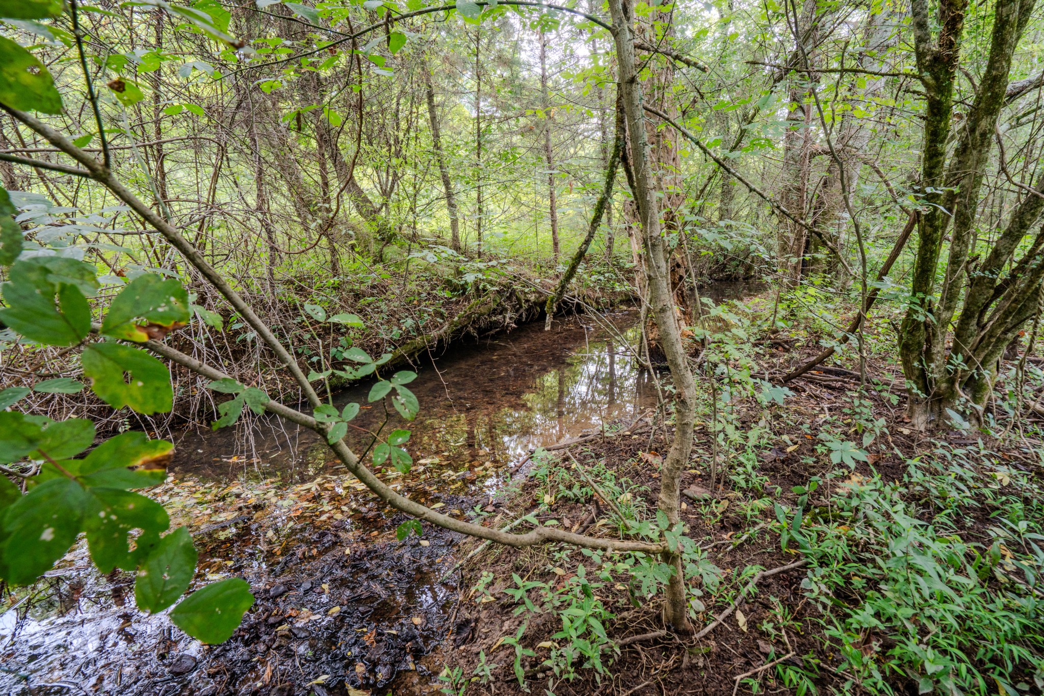 3264 Martin Hollow Road Culleoka, TN 38451 - Photo 60 of 68 a backyard of a house with lots of plants and large trees