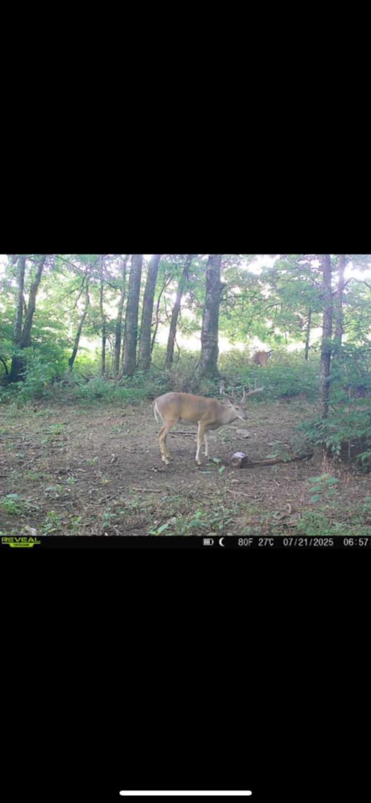 3264 Martin Hollow Road Culleoka, TN 38451 - Photo 10 of 68