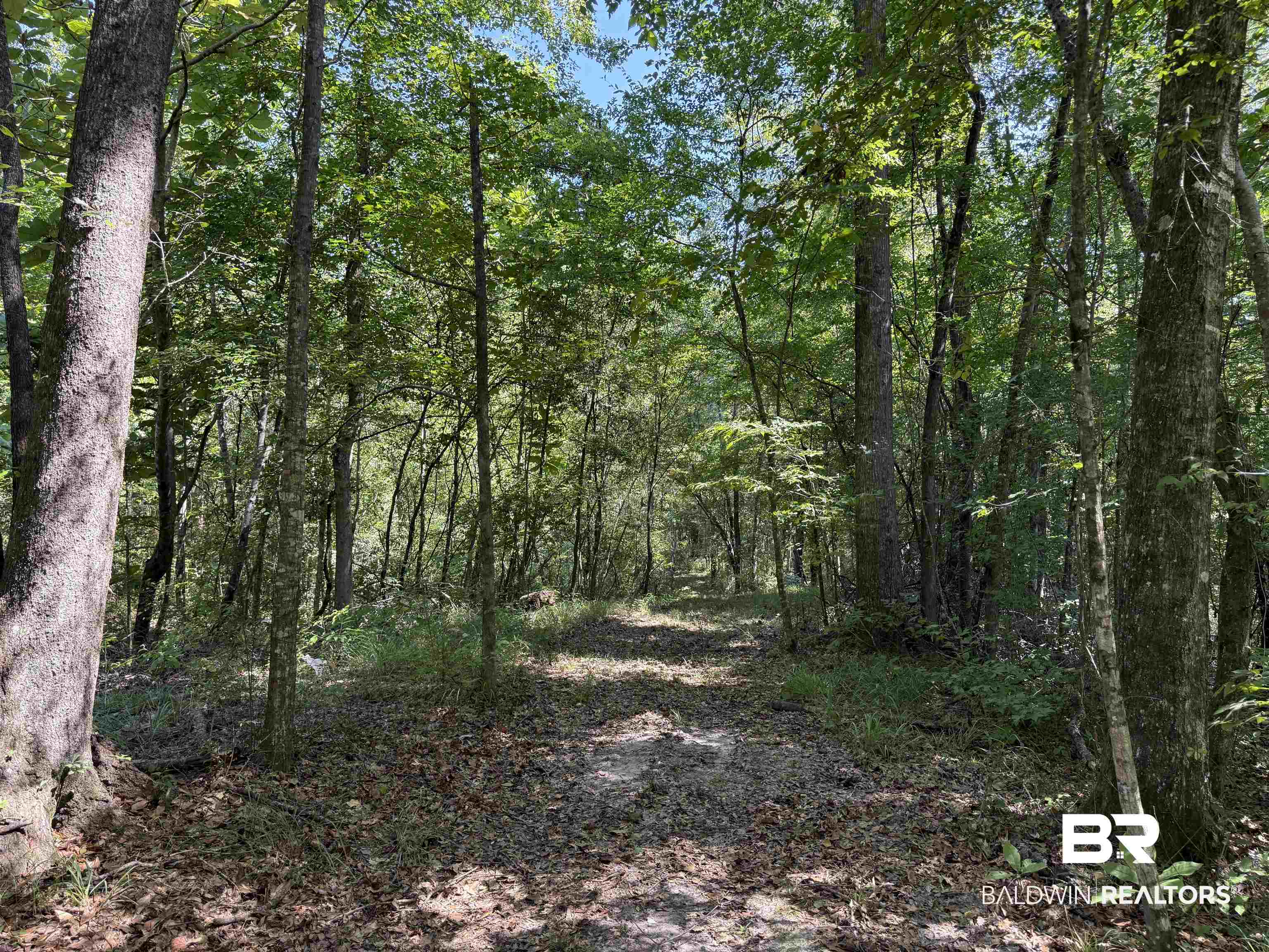 13850 Tallahatta Springs Road Thomasville, AL 36784 - Photo 11 of 27 View of woods
