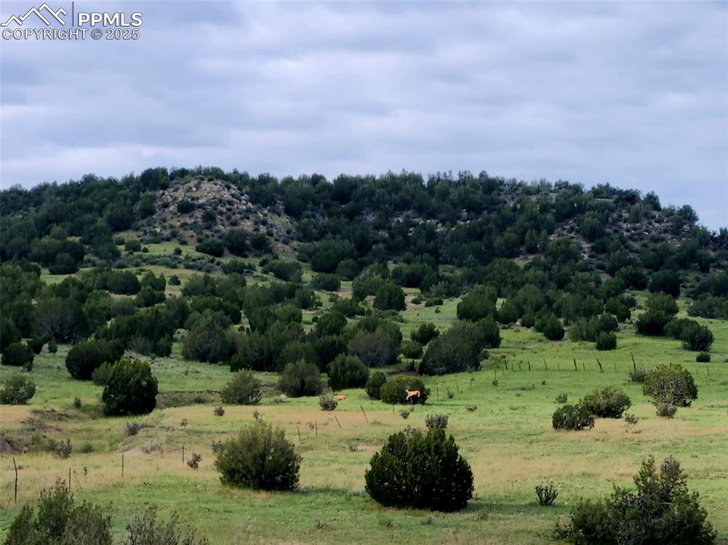 7490 Red Creek Springs Road Pueblo, CO 81005 - Photo 27 of 37 a view of a street with a lot of trees