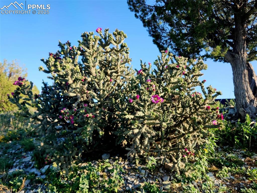 7490 Red Creek Springs Road Pueblo, CO 81005 - Photo 34 of 37 a view of a flower