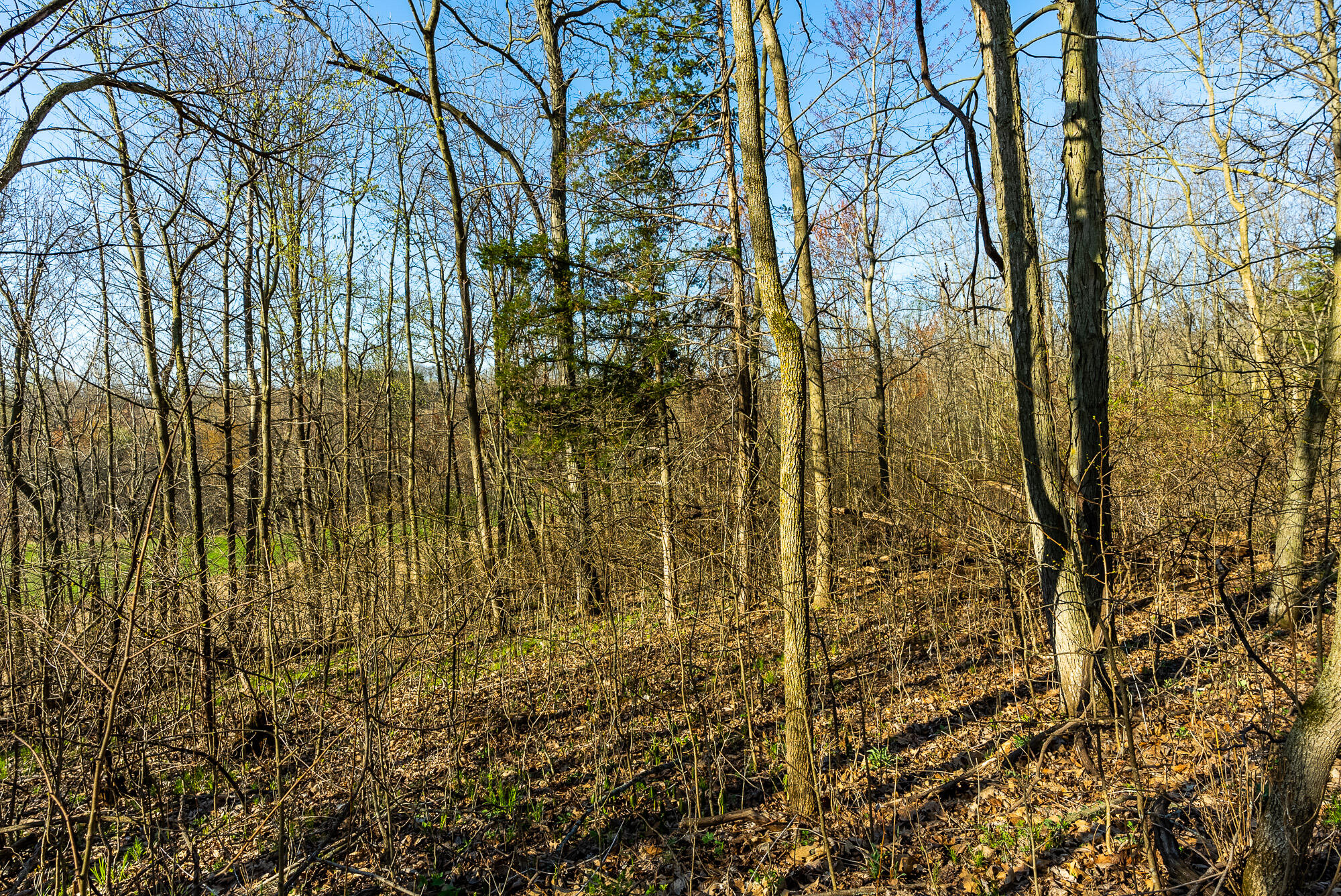 Lt2 Eli Valley Road Hillpoint, WI 53937 - Photo 41 of 47 Sauk-County-WI-53-Acres-Land-For-Sale-41