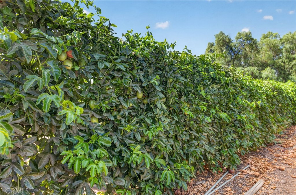 2801 East Mission Road Fallbrook, CA 92028 - Photo 53 of 62 passionfruit trees