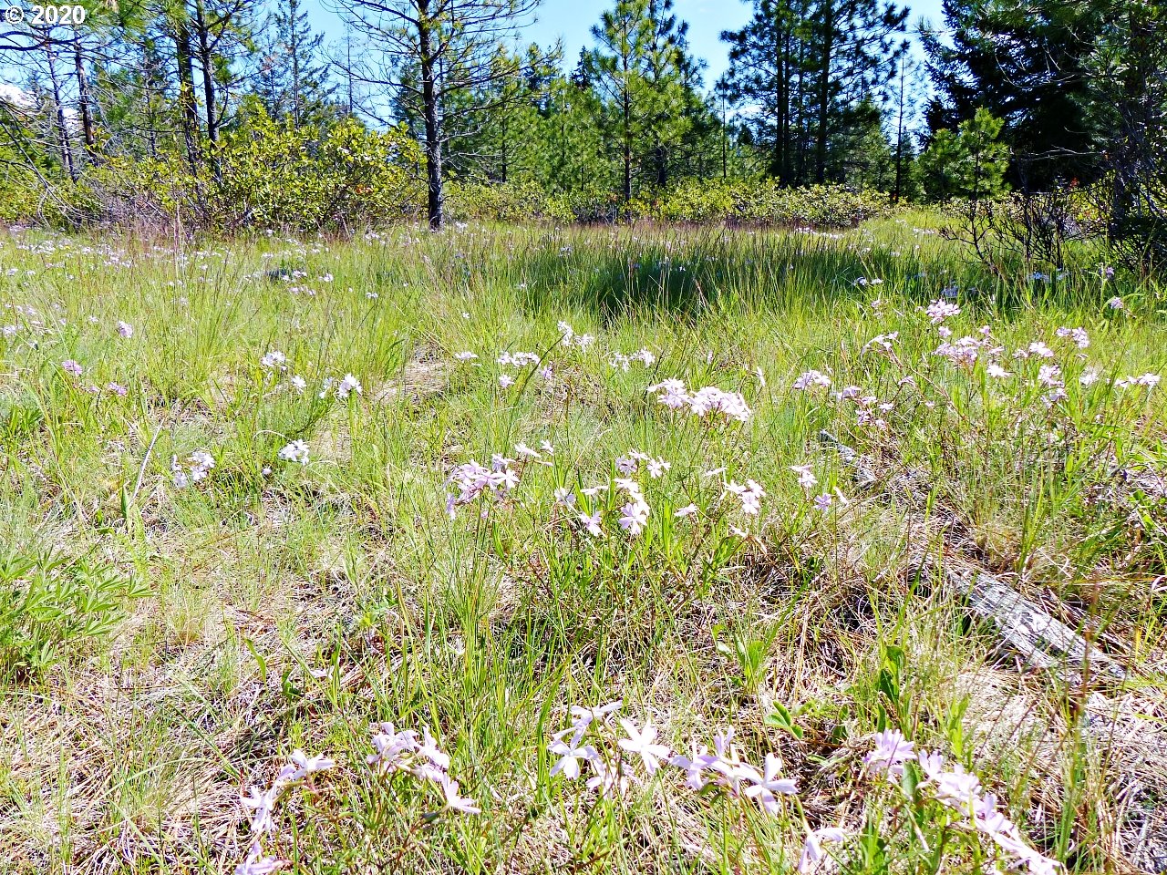31 Byrkett Road Trout Lake, WA 98650 - Photo 15 of 22 Gallery Image 15