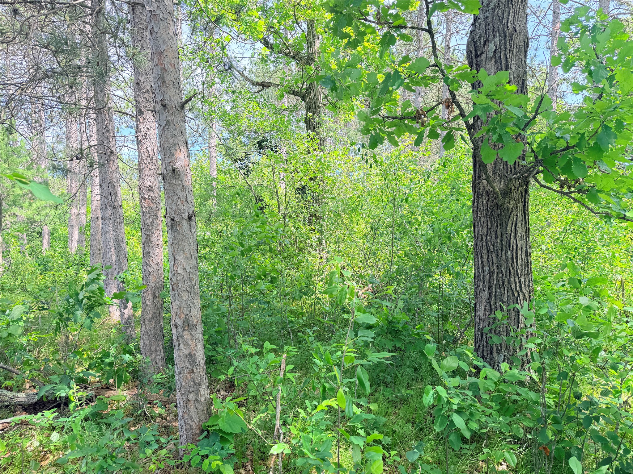 0 Boat Landing Road Ladysmith, WI 54848 - Photo 19 of 22