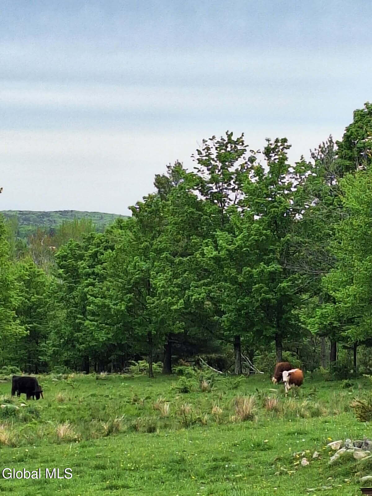 53 Snyder Road Grafton, NY 12052 - Photo 2 of 7 53 Snyder Rd cows