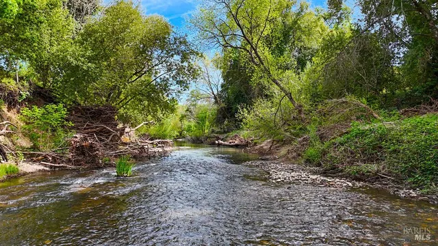a view of a yard with plants and a large tree