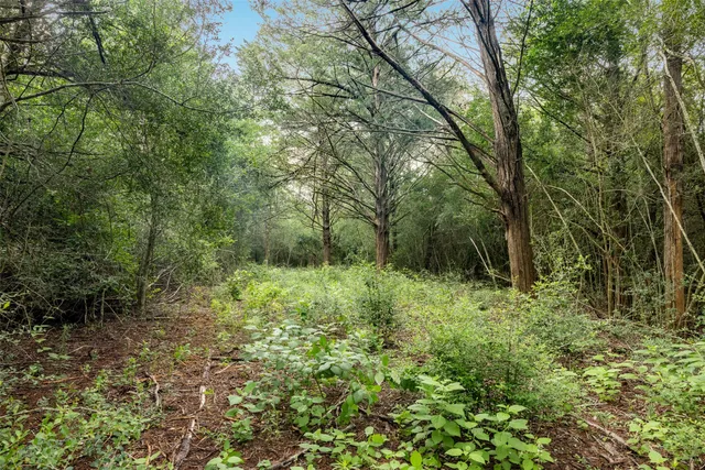 a big yard with lots of green space and deers