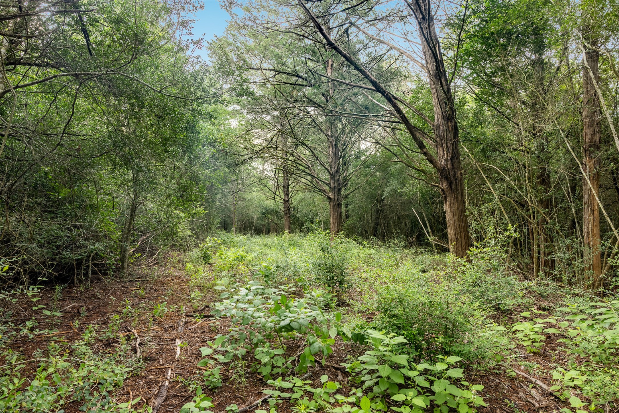 a big yard with lots of green space and deers